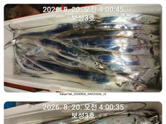 보성3호 갈치씨알굿 만쿨조황입니다~~내일부터 자리여유있습니다 사진