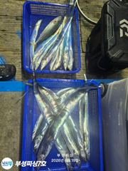 [부성피싱호]기다리면 복이오네요 새벽녘 3지 4지급 줄줄 오늘도 역시나 만쿨!!월욜여유 사진