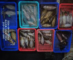 [경주] (씨스타호) 20일 무늬 오징어 팁 런, 완투 펀치 제대로 맞았… 사진