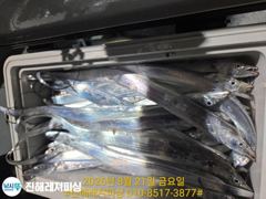 내만칼치ㅡ 물반 칼치반 쿨러가득담고(오늘예약가능