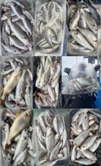 오늘의조황 - 8월21일황금빛 팔뚝부세 왕백조기1인 340마리초대박 조황 - 홍원 에이스낚시 사진