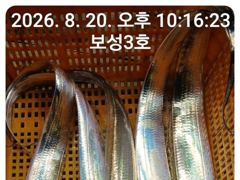 [통영] 갈치는 터져나오는데 갑자기 캔슬로 내일 자리여유가 많이있습니다~… 사진