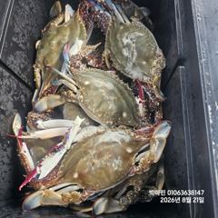 루어조황 - 꽃게낚시~♪ 8 . 21( 금요일 ) [[[ 무창포프로낚시 ]]] &amp;lt;&amp;lt;&amp;lt;&amp;lt;&amp;lt;&amp;lt; 빅 마 린 &amp;gt;&amp;gt;&amp;gt;&amp;gt;&amp;gt; 꽃 게 조황보고.... - 무창포 프로낚시 - 배낚시 바다낚시 선상낚시 전문 사진