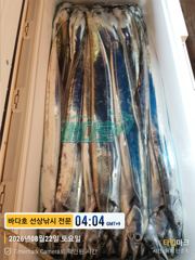 [[거제 대림낚시바다호 ]] 씨알 좋은 왕 갈치 쿨러 가득~~ 사진
