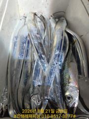 내만칼치ㅡ바글바글ㅡ씨알. 마릿수 대박 ,루어,텐빈 1티1피(토/일ㅡ예약가능) 사진