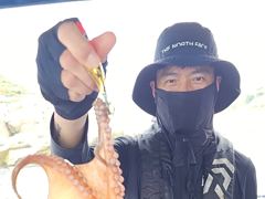 [루시호]8/22 군산문어 따복따복 나옵니다 사진