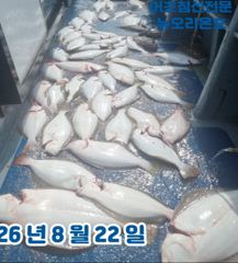 &lt;뉴오리온호&gt; 생미끼 마무리 조황(22일)-함께해주신 조사님들 수고하셨습니다. 사진