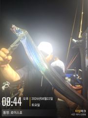갈치 갈치 3지 4지 4.5지까지 사진