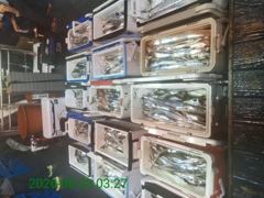 갈치~오늘 이만큼채워왔습니다~(오늘외줄긴급2분가능) 사진