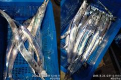 [통영] [통영만선피싱] 씨알 좋은 놈들로 잡아왔습니다~~ 오늘 일요일 … 사진