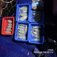 [거제] (무늬오징어)거제 통영 전역 마릿수 포착 먹물파티~스마일호(오늘… 사진