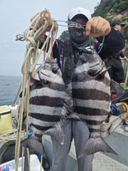 [격포 드래곤2호] 8/22 왕등도 돌돔 조황 사진