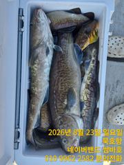 묵호항 왕대구 조황입니다 사진