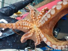 고흥장보고호 선상낚시 조황 사진