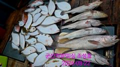 오늘의 조황 - 8월22일! 대물민어! 손맛! 꿀맛! - 군산 탑피싱,배낚시,바다낚시 사진