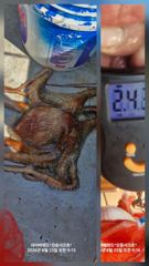 8월23일(일). 27일(목) ㅡ 최대어  18kg 사진