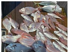 흘림참돔  5짜4짜이하 떼고기 조황~ 사진