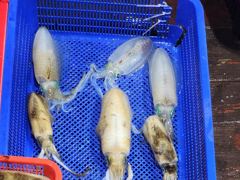 [고성] 무늬팁런에 몬스터가 대박 사진