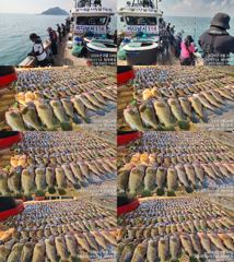 ♥붉바리들..이정도는 잡아봐야지요 초대박 붉바리조황입니다[2026년08월24일] ◎ 해마루호가 뜨는이유? 조황때문이죠 ◎ 핵심포인트: 바로진입.. 바로히트.. ▣ 차원이 다른 조황으로 모십니다 ▣ 요즘 붉바리낚시가 대세입니다