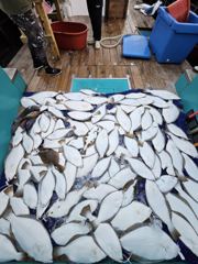 오늘의조황 - 26.8.23 블레스호 광어다운샷 - 신진도_선상낚시,블레스호,퀸블레스호,퍼스트호,광어다운샷,우럭,갑오징어 사진