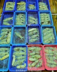《무늬어징어》손맛 먹물맛 굿 NEW꼬시락피싱 사진