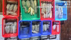 24.간절곶피싱 무늬~~ 힛또힛또 사진
