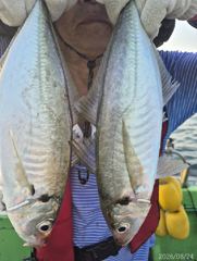[부산] 4짜이상~~씨알좋은~대전갱이~조황 사진