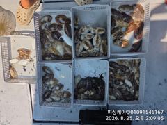 갑이 첫 출조! 낼은 갑이? 돌문어? 전화. 필수! 사진