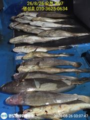명성호 야간민어조황 사진