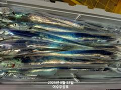 8월28일부터 먼바다대갈치 잡으러 출조합니다 사진