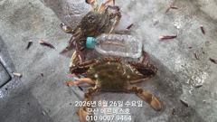 [군산] 8월25일 에르메스호 야간꽃게 굿 조황 사진
