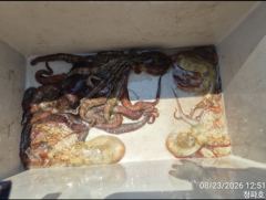 [진해] 돌문어 >> 문어조황입니다~~@@ 사진