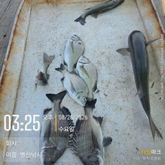 [고성] 병산  감성돔 농어 숭어 선외기 흘림조황~ 사진
