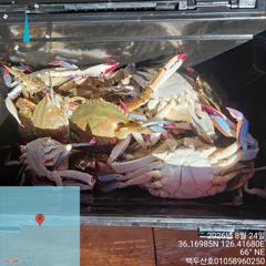 백/쭈/갑조황 - 8월24일 홍원항 백두산호 꽃게 조황입니다.. - 홍원항 백두산호,배낚시,바다낚시 사진