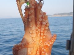 26일 돌문어 키로급외 장원 15수12수10수등 퍽퍽..  ( 금요일 예약가능 ) 사진