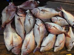 오늘의 조황 - [모닝스타호] 8월 26일 참돔 타이라바 조황 - 영흥도 배낚시 영동2호낚시 사진
