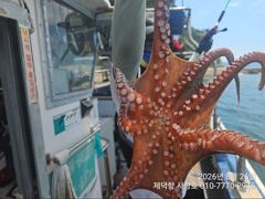 "돌문어"  완전초보자님들도 마릿수 조황좋아요~^^ 사진