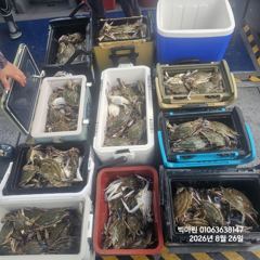루어조황 - 꽃게낚시~♪ 8 . 23( 일요일 ) [[[ 무창포프로낚시 ]]] &amp;lt;&amp;lt;&amp;lt;&amp;lt;&amp;lt;&amp;lt; 빅 마 린 &amp;gt;&amp;gt;&amp;gt;&amp;gt;&amp;gt; 꽃 게 조황보고.... - 무창포 프로낚시 - 배낚시 바다낚시 선상낚시 전문 사진