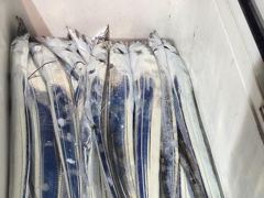 갈치 조황입니다 사진