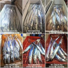 (여수 드림스타)29일 토 용가리사냥나갑니다. 기상ㆍ물때 완전좋아요 사진