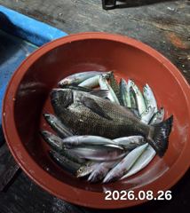 [마산] 마산 원전 선상낚시터 수요일 야간 조황 사진