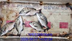 [부산] 가덕천성진양 살감시 좌대조황 26년8월27일/목 사진