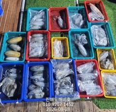 팁런무늬오징어 27일 출조조황입니다 사진
