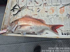★★아리울1호★★참돔 오전반 70수!!(8/28)