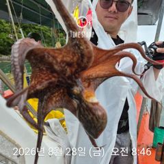 [사천] 문어 평균 11마리