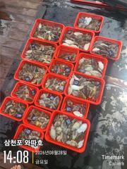 갑오징어 마리수 좋습니다 
