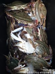 [총각1호 김진태(18인승)]꽃게낚시 조황입니다! 너무 잘나옵니다!! 게들 너무 많아요!!!내일도 정상출항~!!!!!