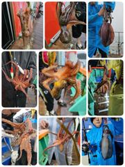 포항돌문어현상황 내일토요일부터 모집중입니다
