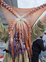 8.28 문어조황 사진