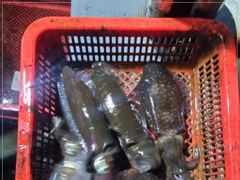 [통영] 넘버원호 무늬팁런 바람에도 팁은퍽퍽 사진